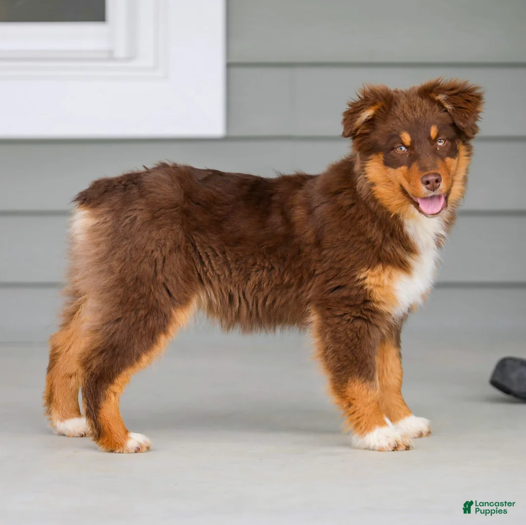 Australian Shepherd dogs for sale: Pippa - Ad 6