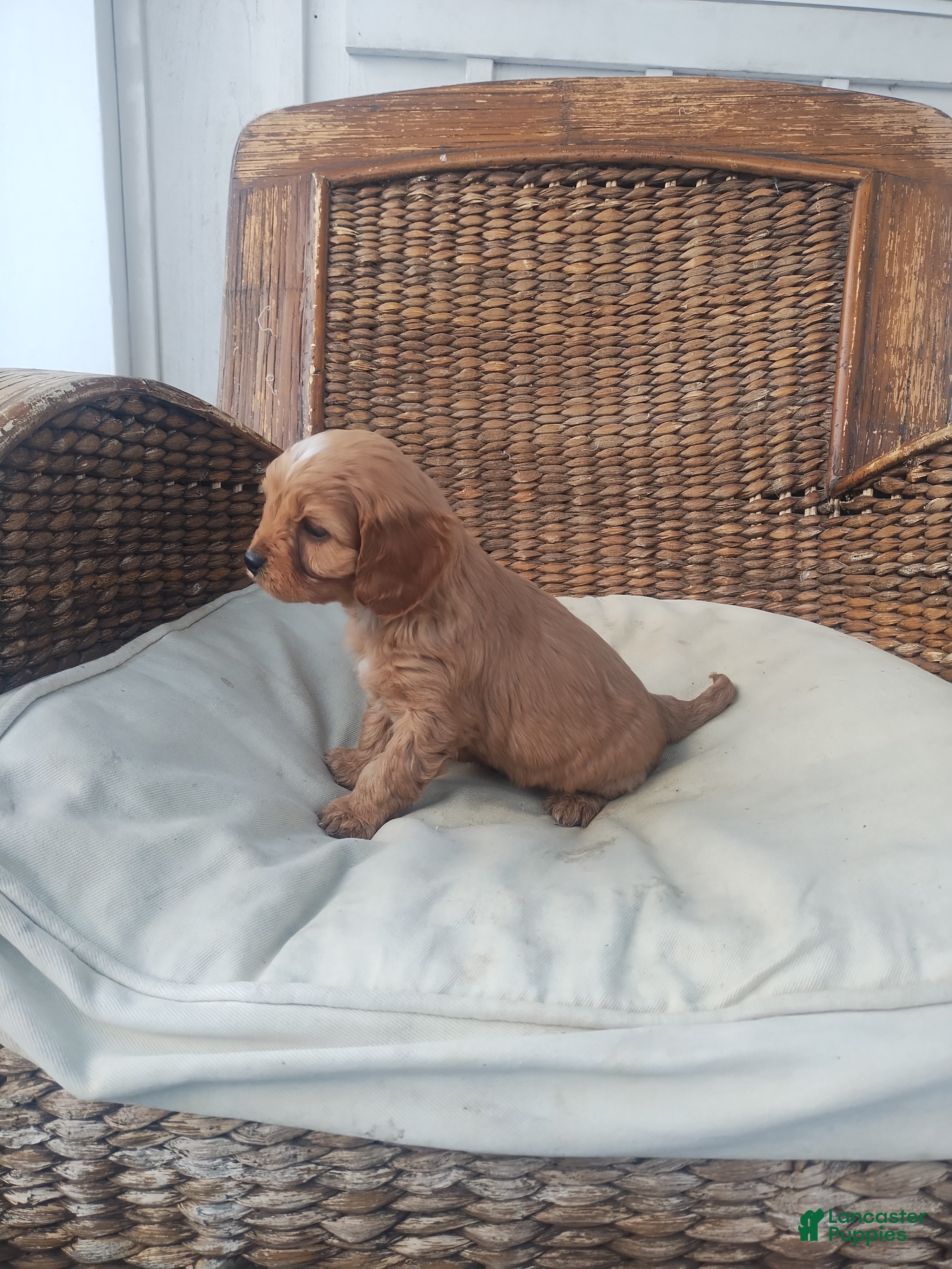 Cavapoo dogs Jem - Ad 35