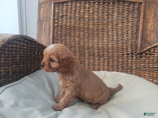 Cavapoo dogs Jem - Ad 18