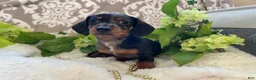 Miniature Dachshund dogs for sale: Ezra - Ad 8