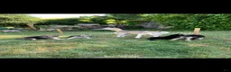 Gerberian Shepsky dogs for sale: Teddy - Ad 10