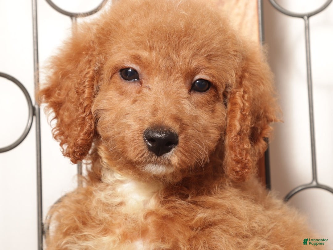 Mini Goldendoodle dogs for sale: Poppy Female Mini Goldendoodle - Ad 4