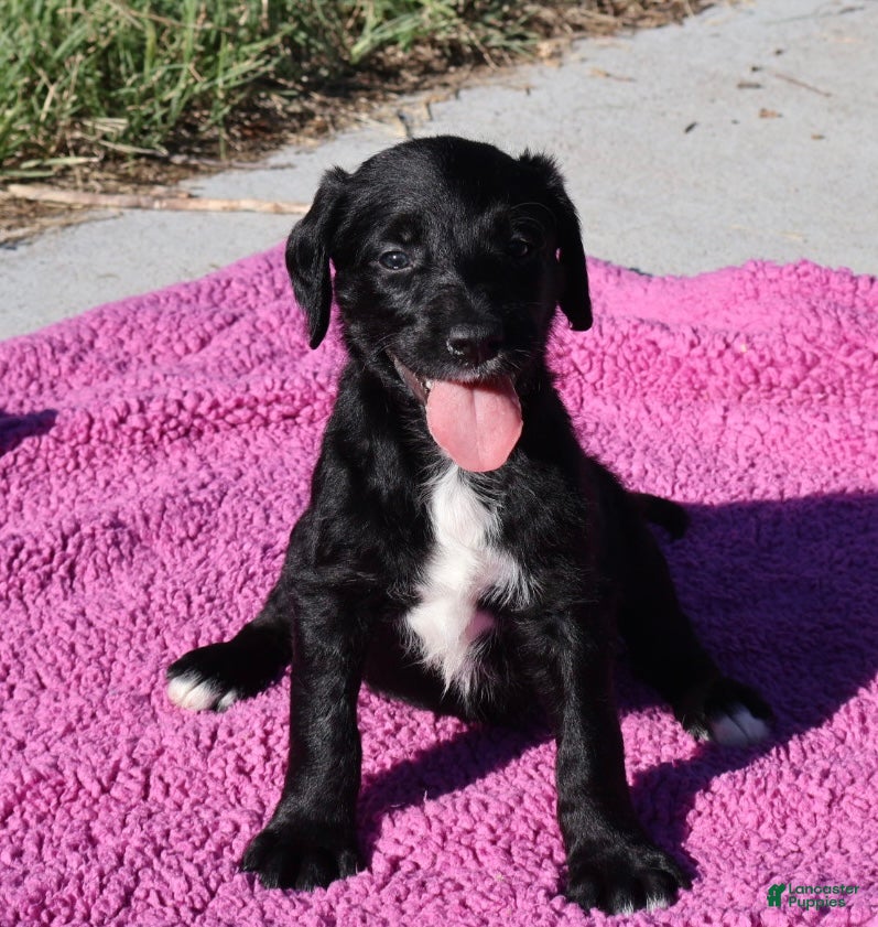 Labradoodle dogs Violet - Ad 1