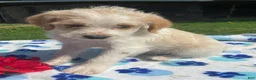 Mixed Breed dogs for sale: Ronnie - Ad 4