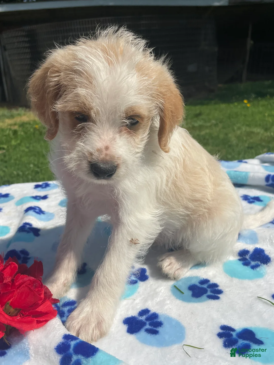 Mixed Breed dogs for sale: Ronnie - Ad 4