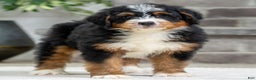 Bernese Mountain Dog dogs for sale: Venice - Ad 3