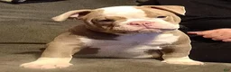 Olde English Bulldogge dogs for sale: Olde English Bulldogge 1 - Ad 6