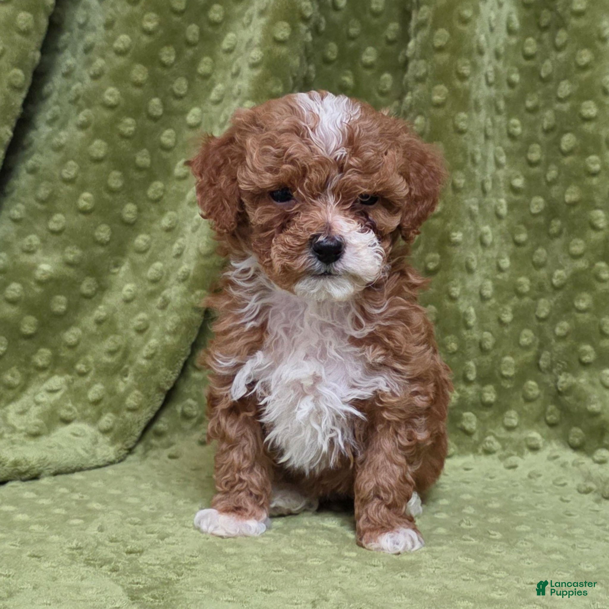 Standard Poodle dogs Chloe - Ad 41