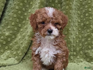 Standard Poodle dogs Chloe - Ad 41