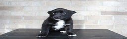 Mixed Breed dogs for sale: Sally - Ad 3