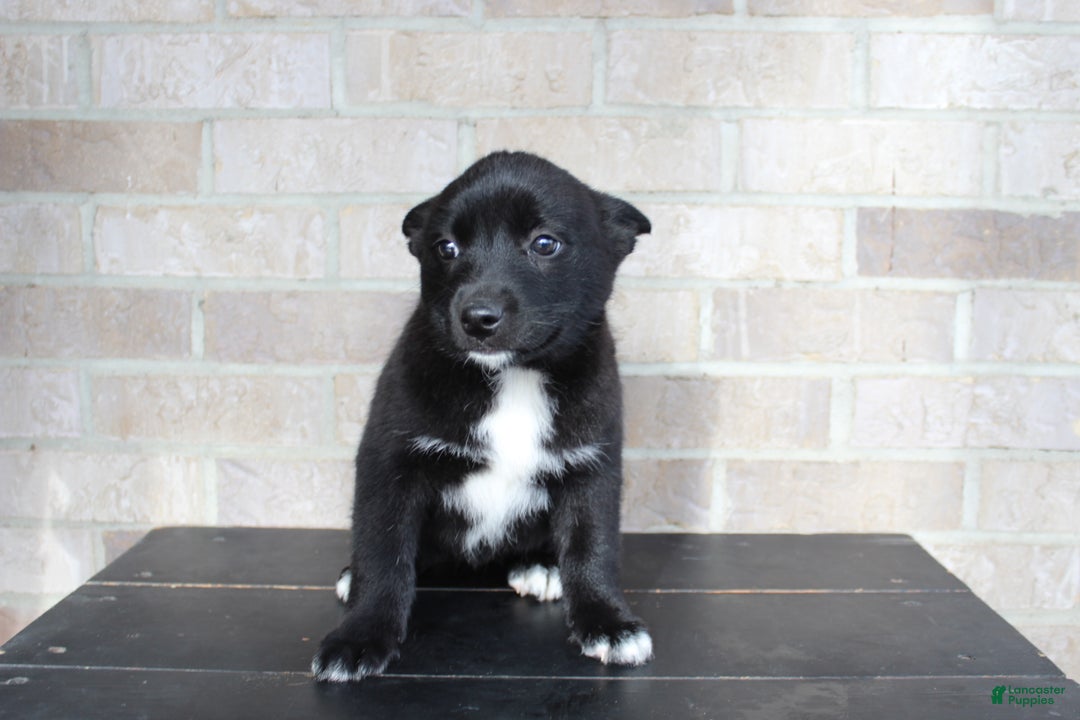 Mixed Breed dogs for sale: Sally - Ad 3