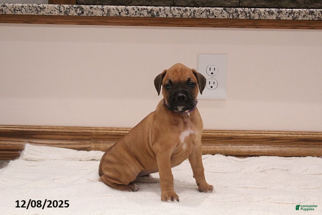 Boxer dogs for sale: Autumn - Ad 1