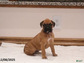 Boxer dogs Autumn - Ad 9