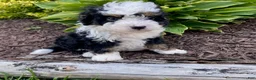 Mini Bernedoodle dogs for sale: Wesley- smallest in litter - Ad 5