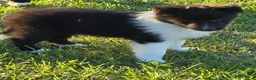 Shetland Sheepdog dogs for sale: Willow - Ad 5