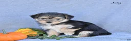 Morkie dogs for sale: Joy - Ad 3