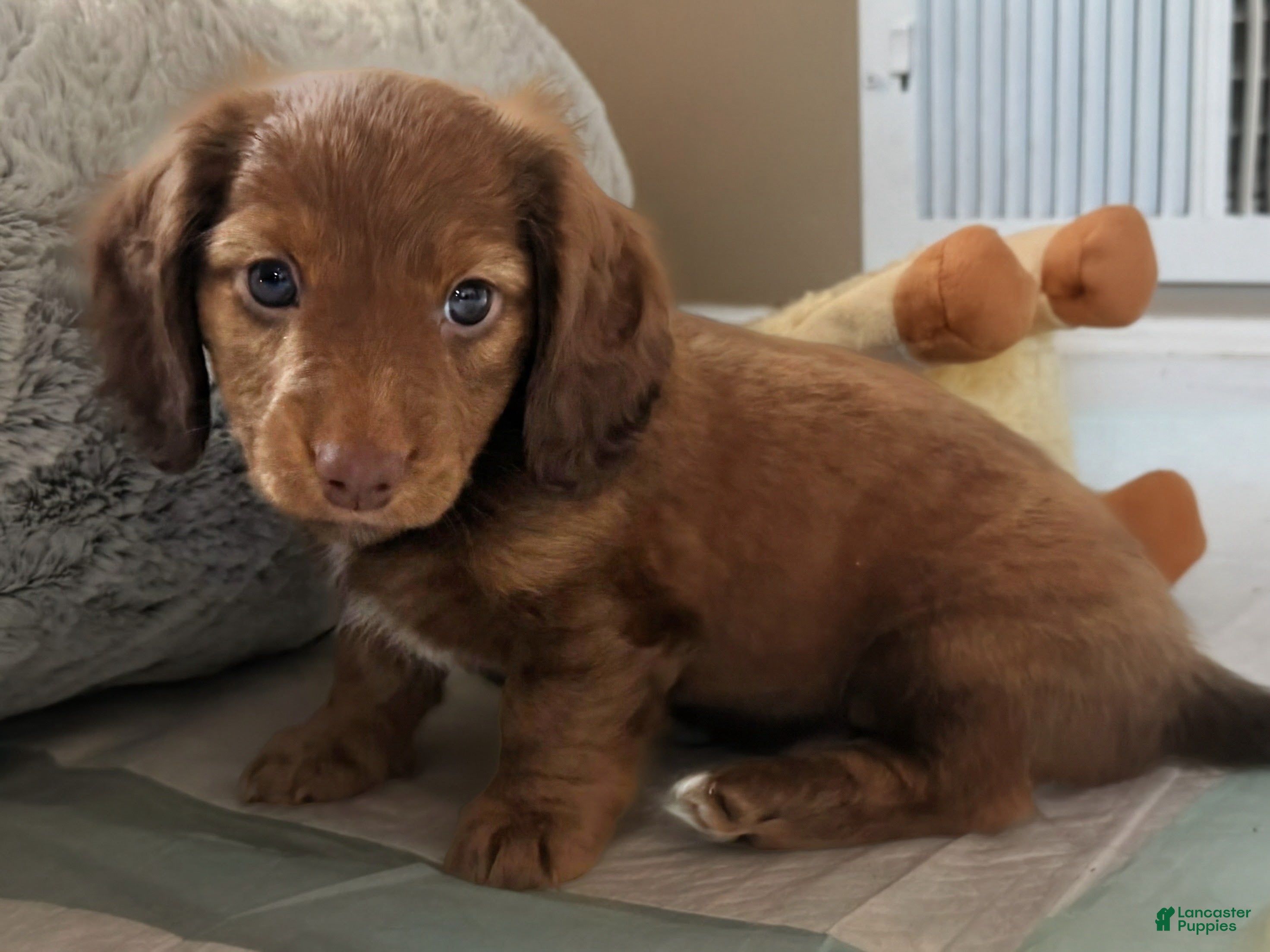 Dachshund dogs for sale: Dolly - Ad 2