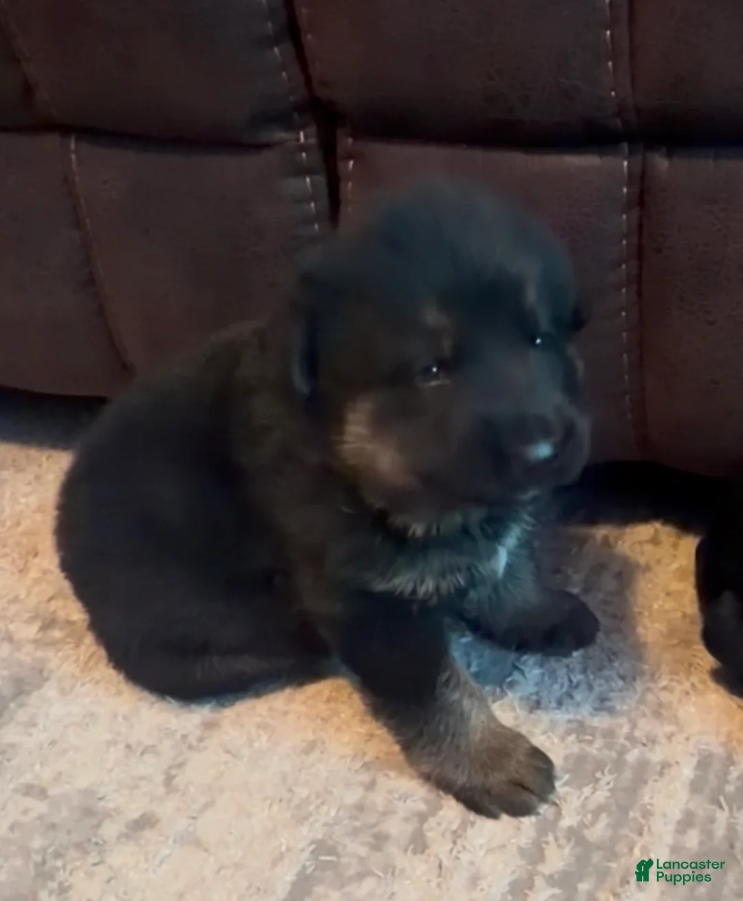 German Shepherd dogs for sale: Red German Shepherd Puppy - Ad 1