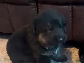 German Shepherd dogs Red German Shepherd Puppy - Ad 11