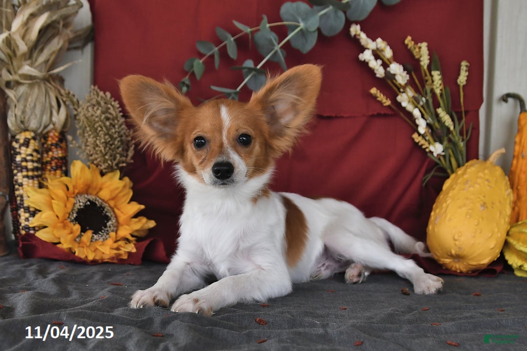 Papillon dogs for sale: Bailey - Ad 2