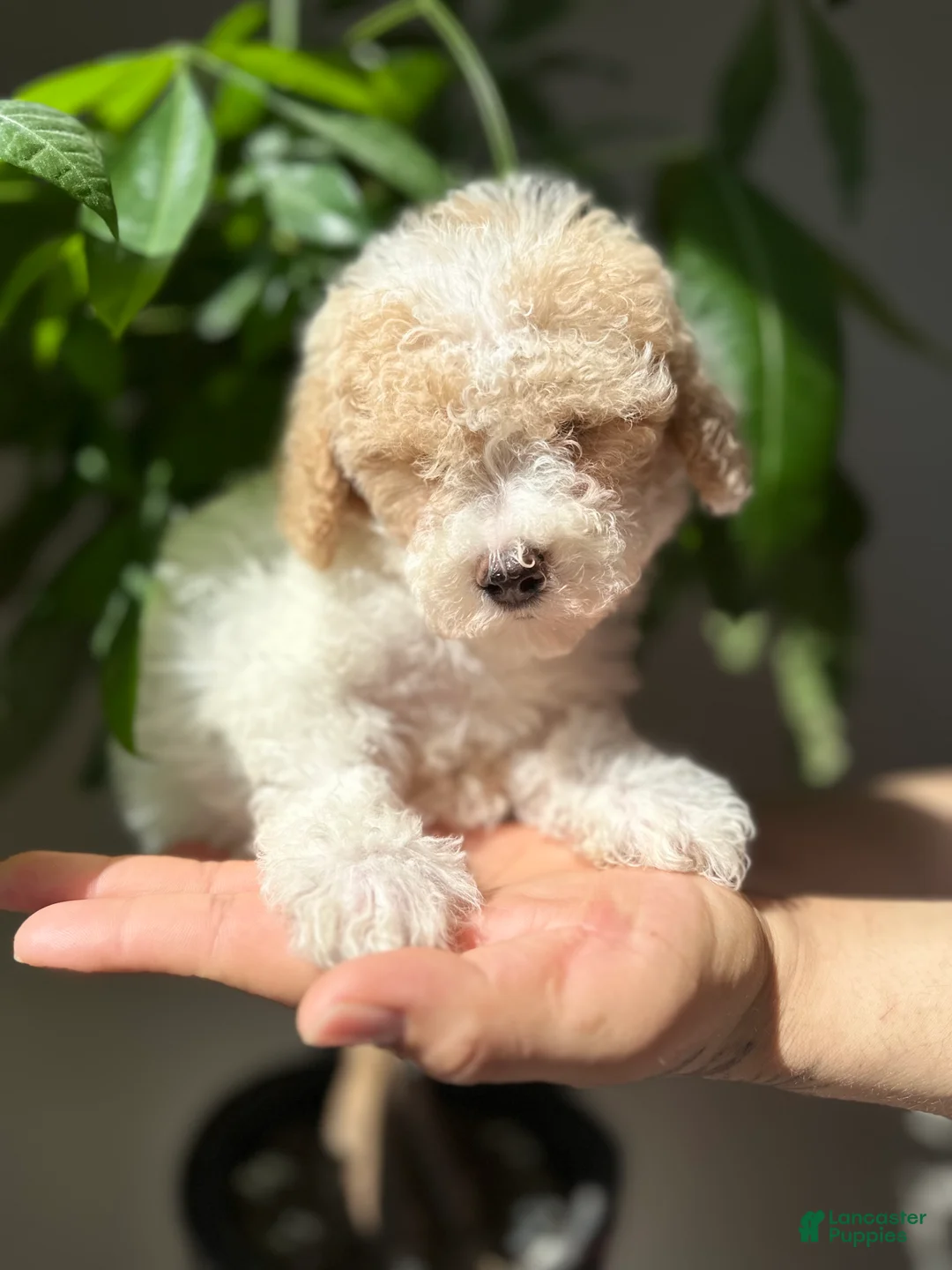 Maltipoo dogs for sale: Maltipoo 2 - Ad 2