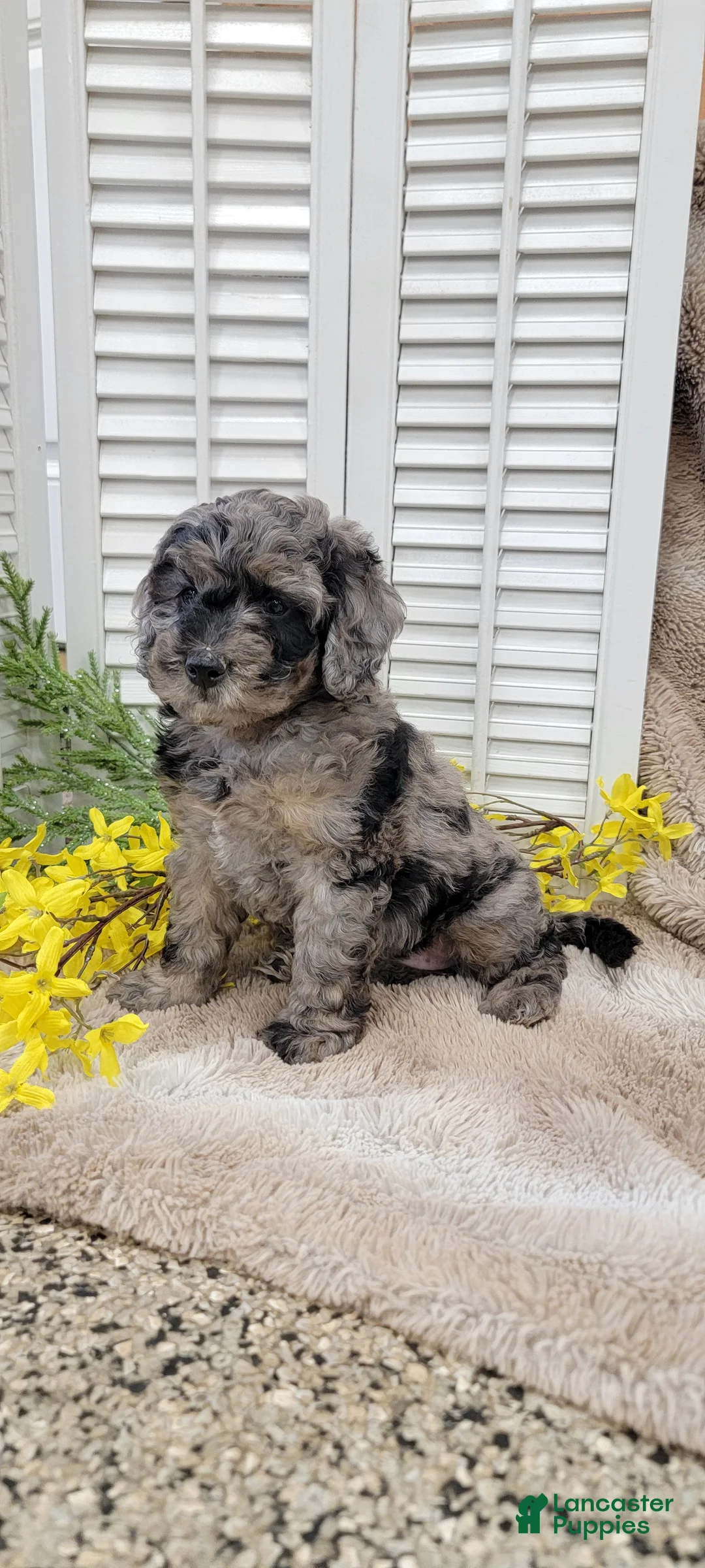 Cockapoo dogs for sale: Jamie - Ad 2