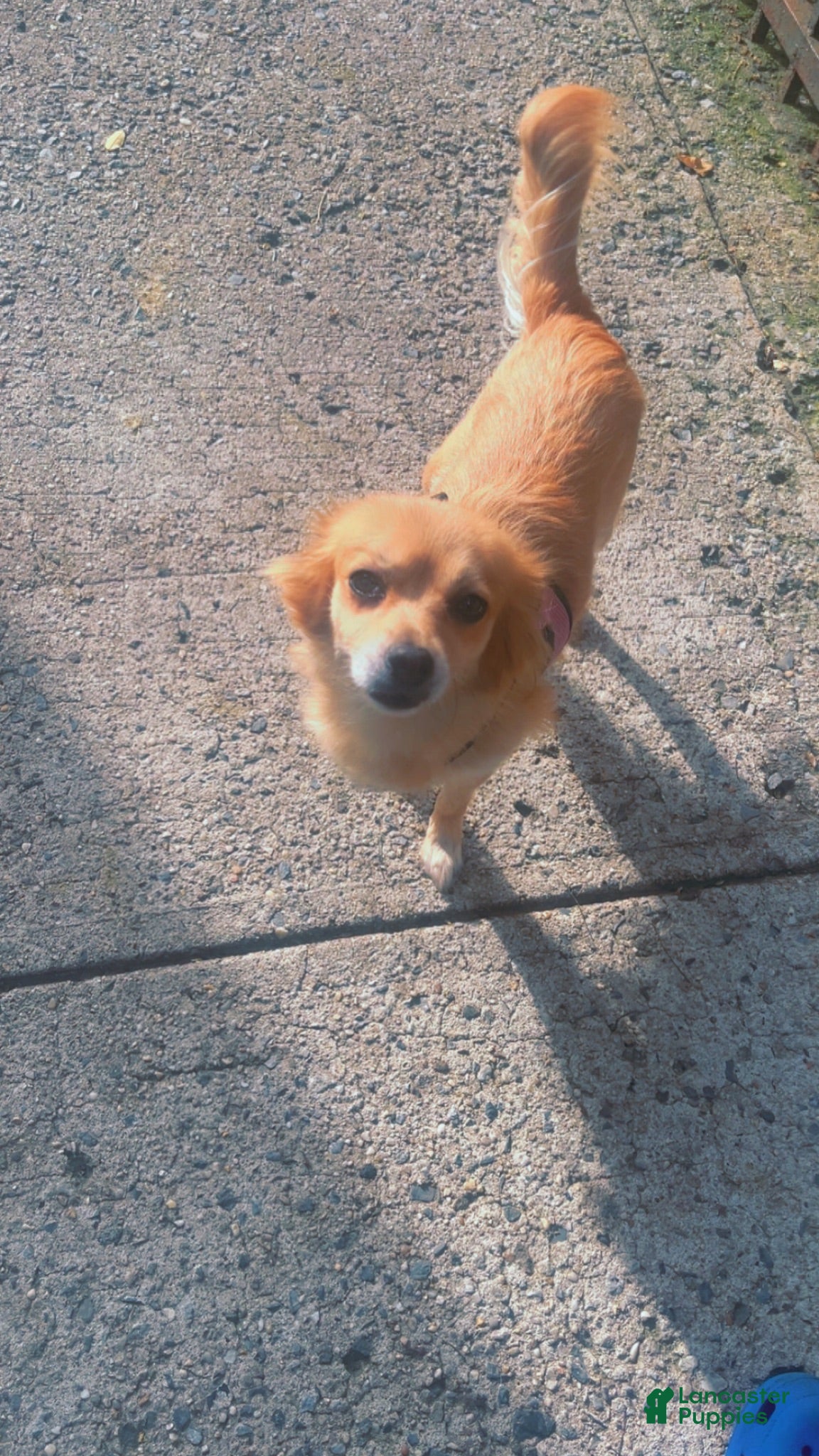 Pomchi dogs Pomchi 1 - Ad 3