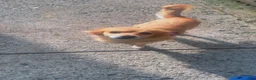 Pomchi dogs for sale: Pomchi 1 - Ad 1
