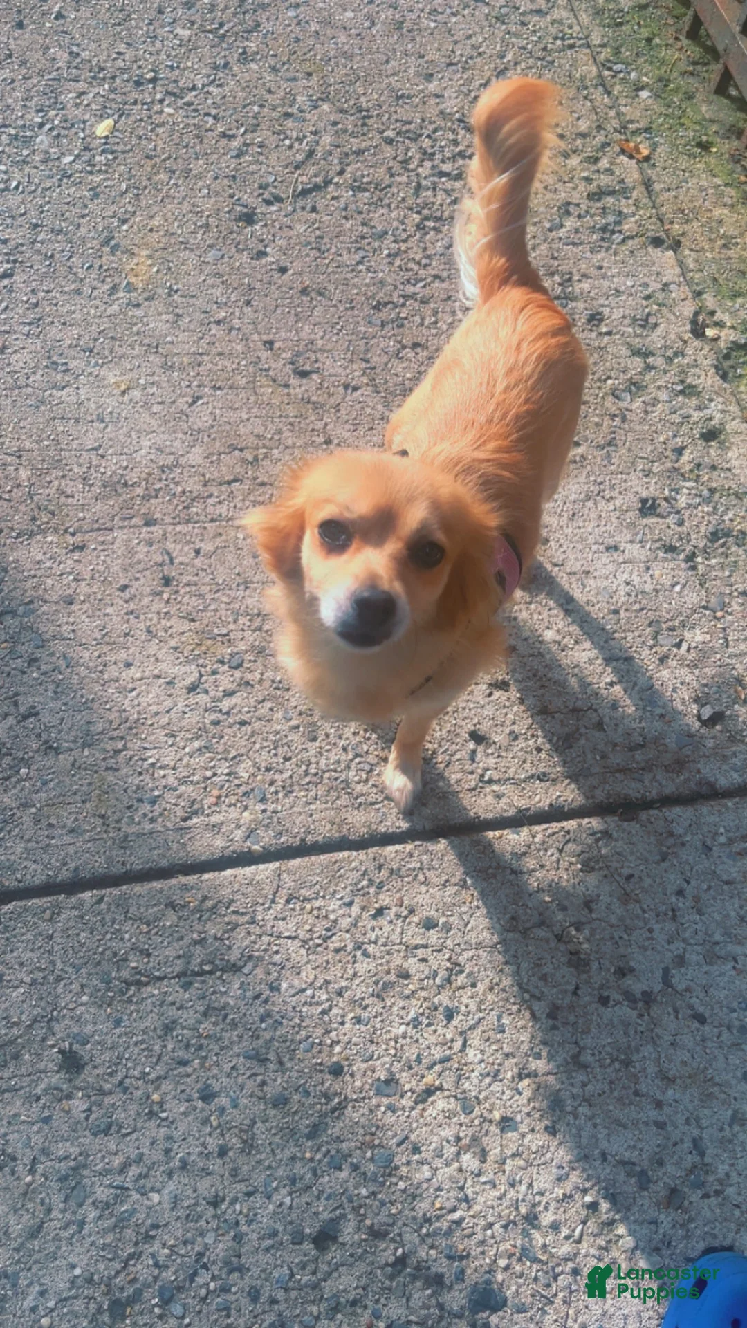 Pomchi dogs for sale: Pomchi 1 - Ad 1