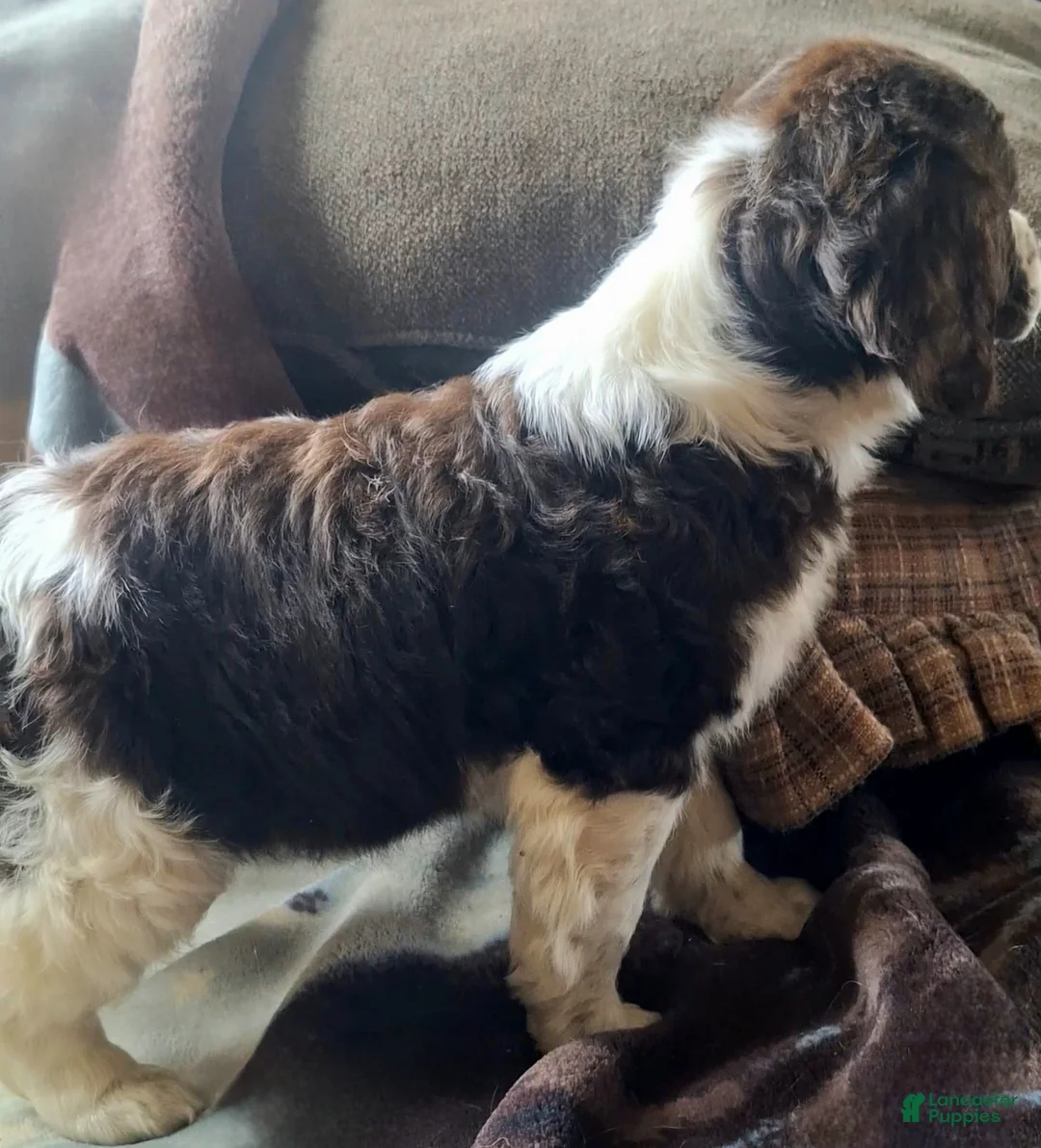 English Springer Spaniel dogs for sale: Sammy - Ad 3