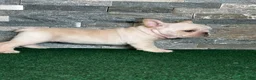 French Bulldog dogs for sale: Mercedes - Ad 5