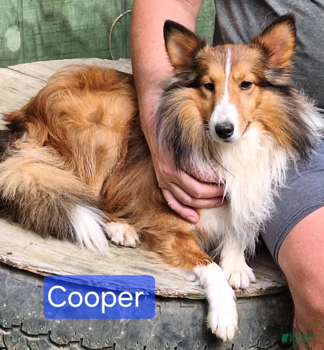 Shetland Sheepdog dogs for sale: Shetland Sheepdog Puppy 3 - Ad 4