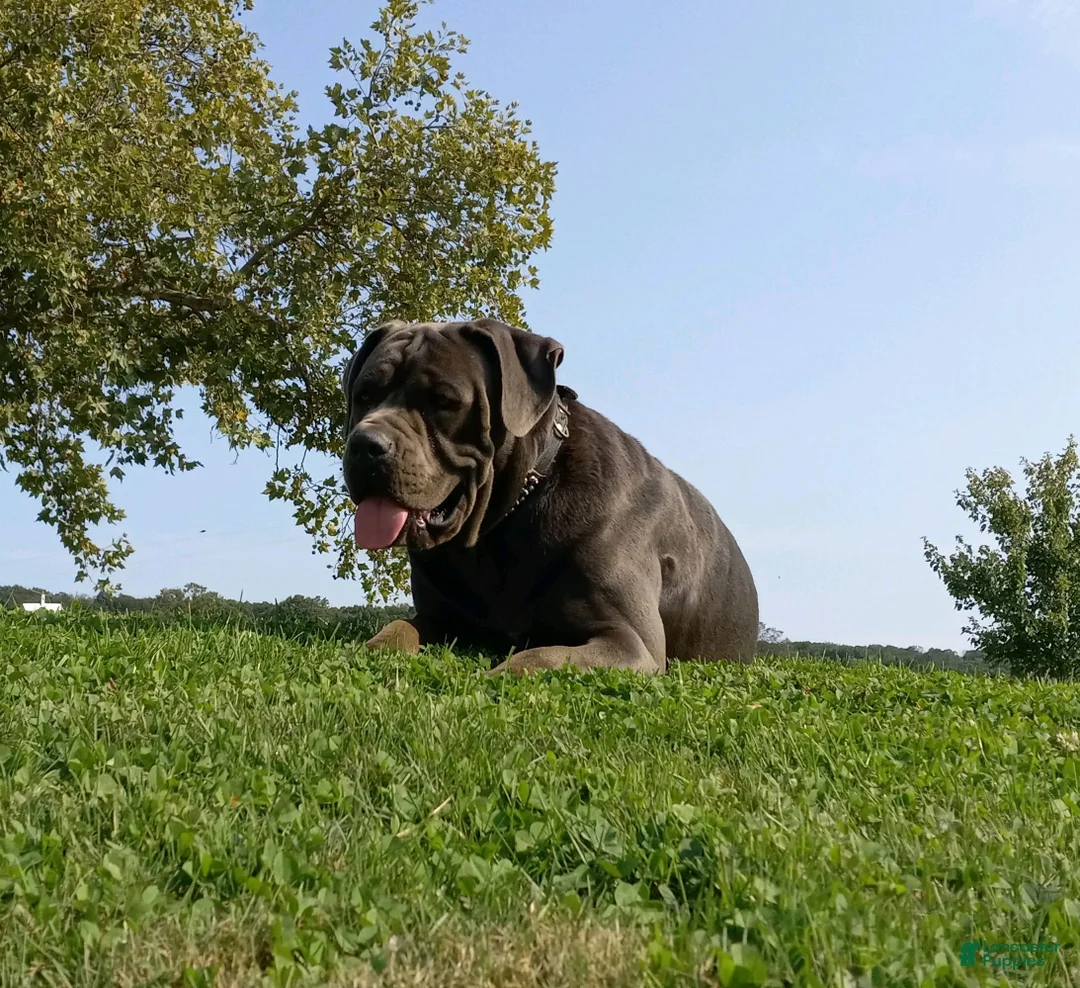 Cane Corso dogs for sale: Cane Corso Puppy 1 - Ad 4