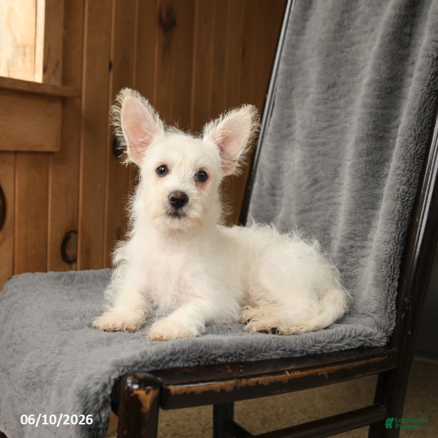 Westiepoo dogs Teddy - Ad 1