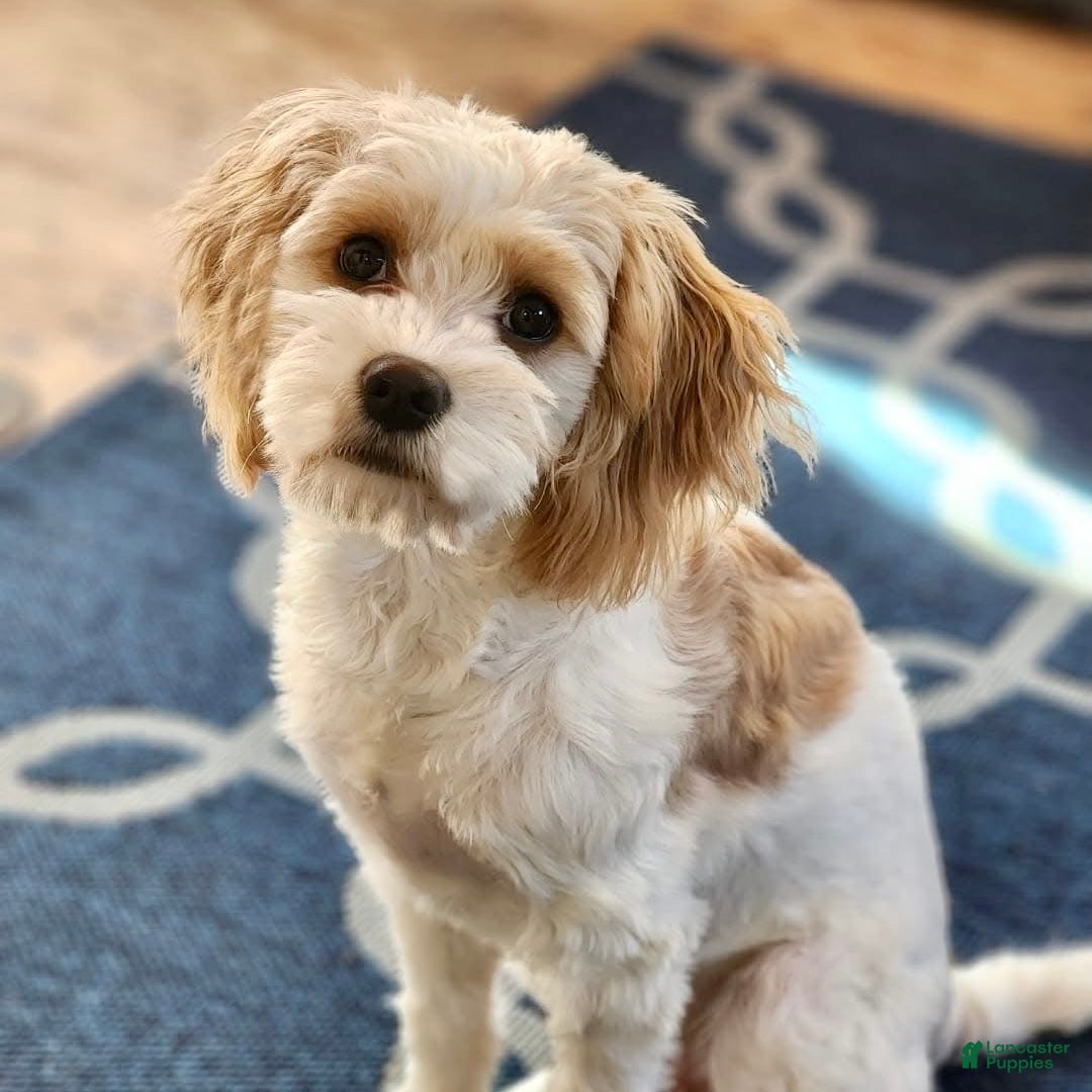 Cavapoo dogs for sale: Mr. Leo - Ad 7