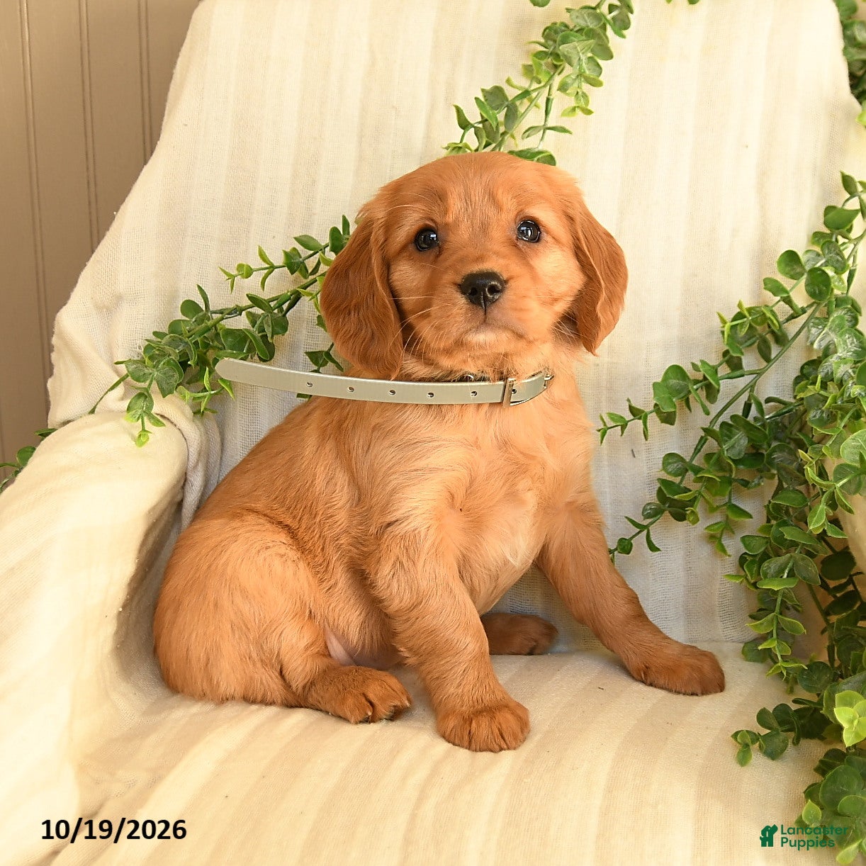 Miniature Golden Retriever dogs for sale: Mandy - Ad 1