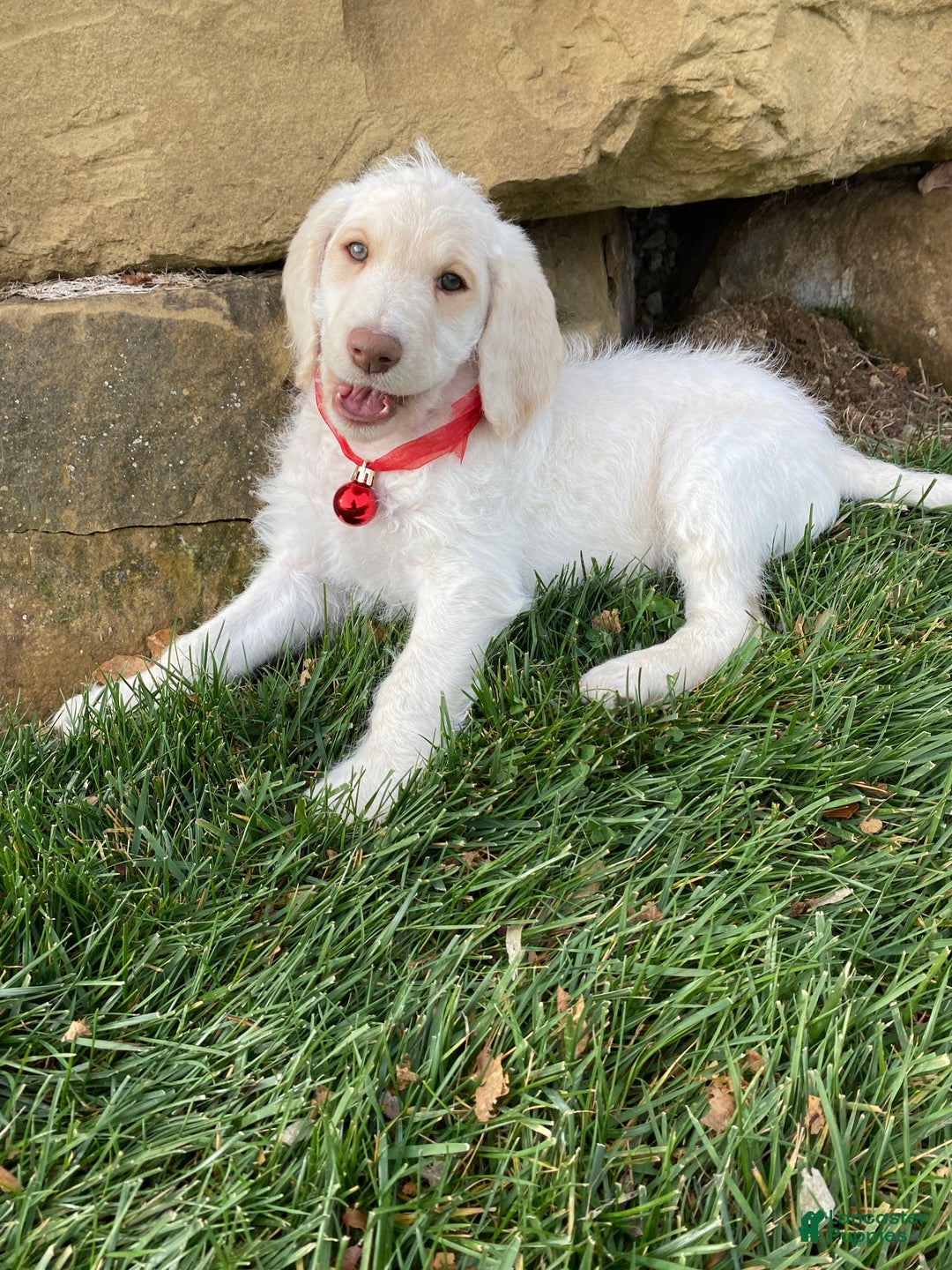Labradoodle dogs for sale: Snowflake - Ad 4