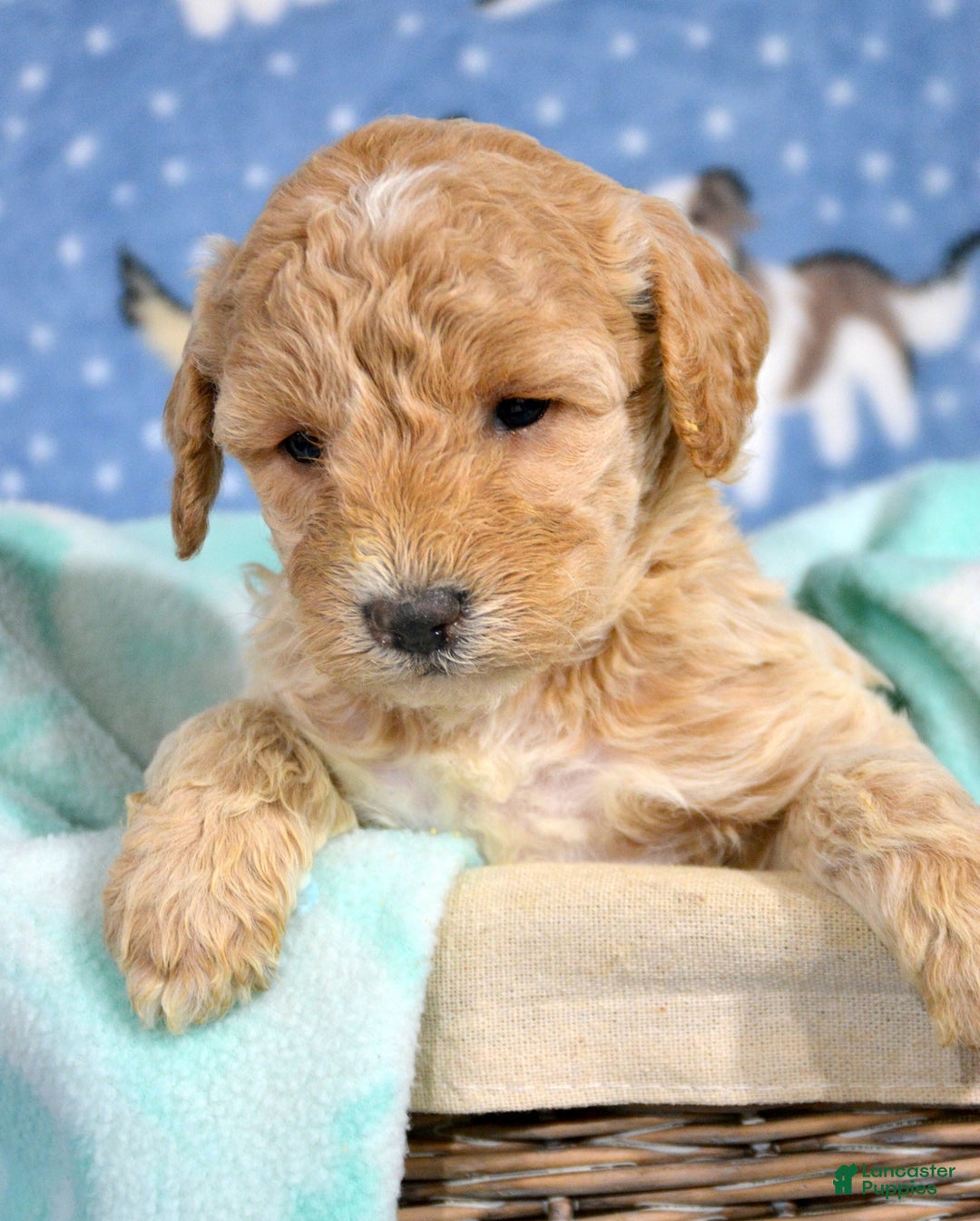 Miniature Poodle dogs for sale: Miniature Poodle Puppy 5 Portia - Ad 2