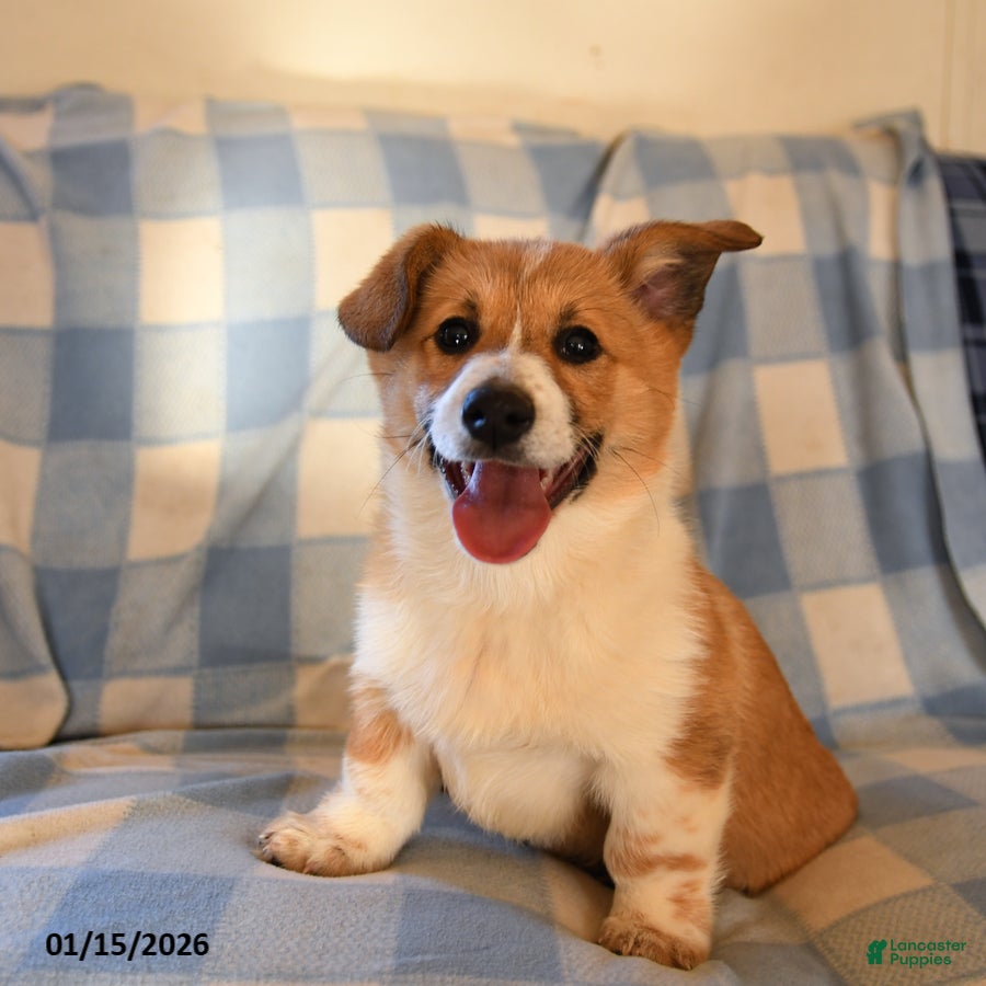 Welsh Corgi Pembroke dogs Max - Ad 38