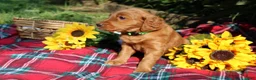 Mixed Breed dogs for sale: Lily - Irish Goldendoodle - Ad 6