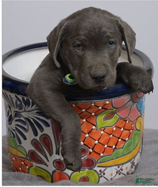 Labrador Retriever dogs Labrador Retriever Puppy 1 - Ad 6