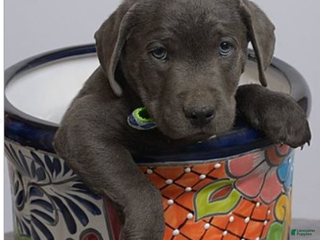 Labrador Retriever dogs Labrador Retriever Puppy 1 - Ad 4