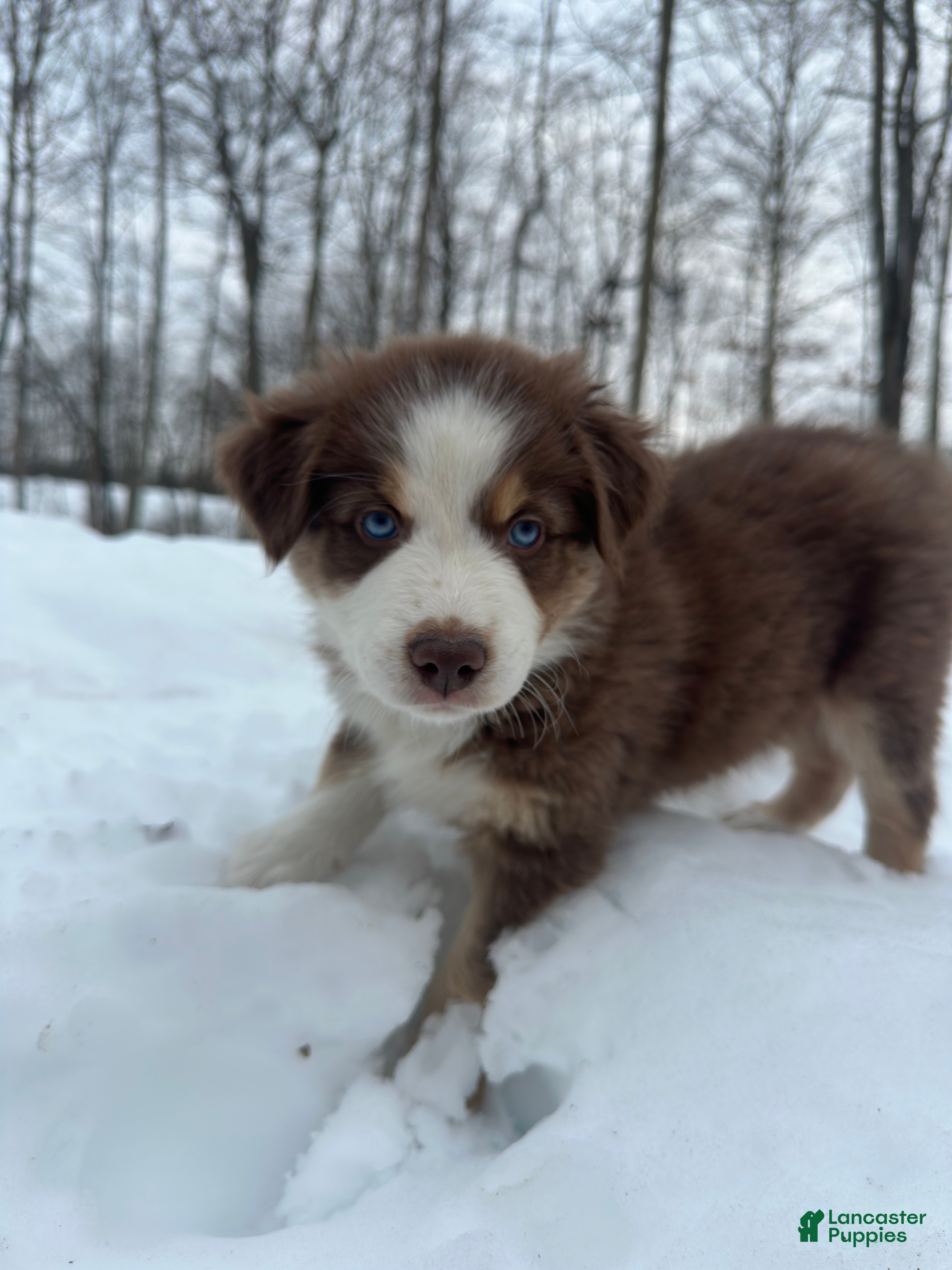 Miniature Australian Shepherd dogs for sale: Ringo - Ad 3