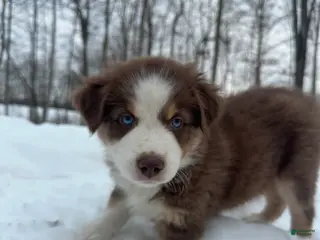Miniature Australian Shepherd dogs for sale: Ringo - Ad 3