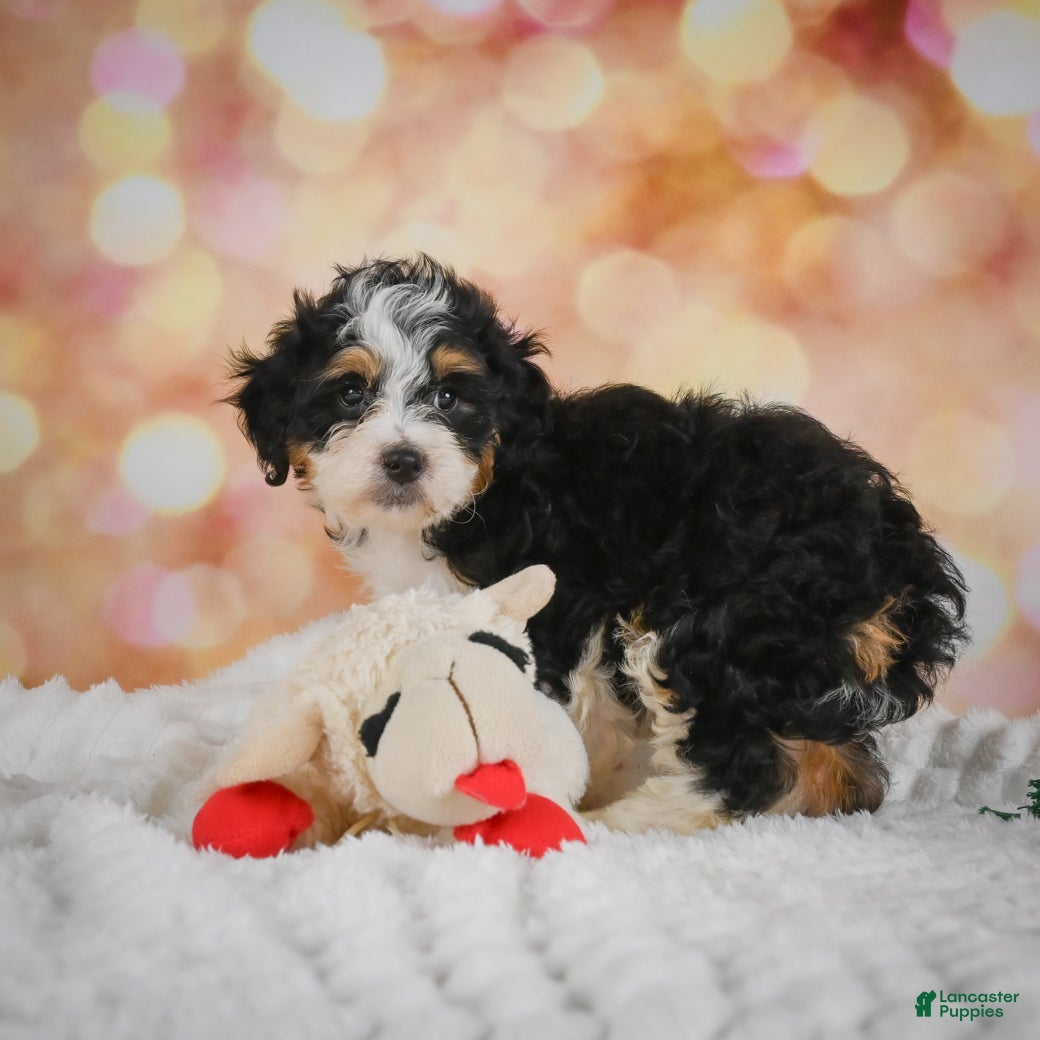 Mini Bernedoodle dogs Milly - Ad 2