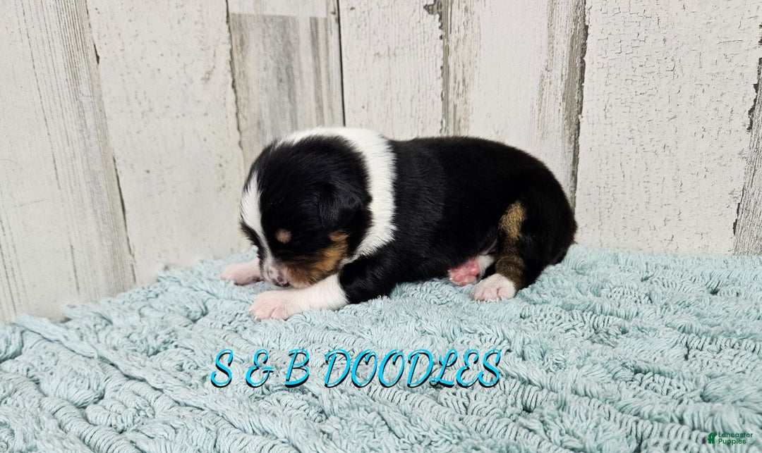 Miniature Australian Shepherd dogs for sale: GreenArrow - Ad 7