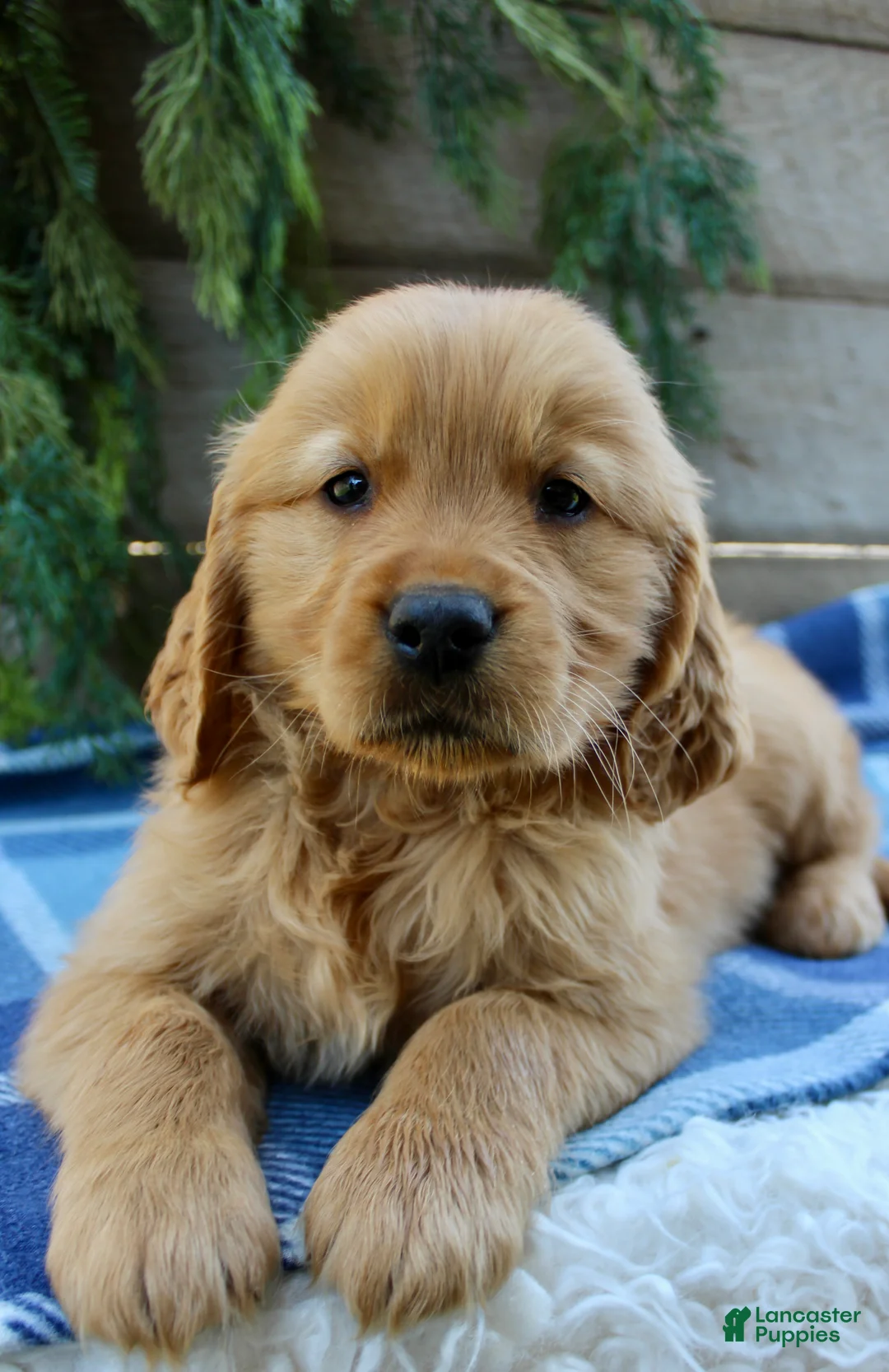 Golden Retriever dogs for sale: Barney  - Ad 1