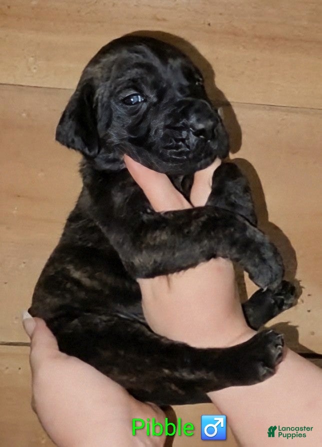 English Mastiff dogs Pibble - Ad 1