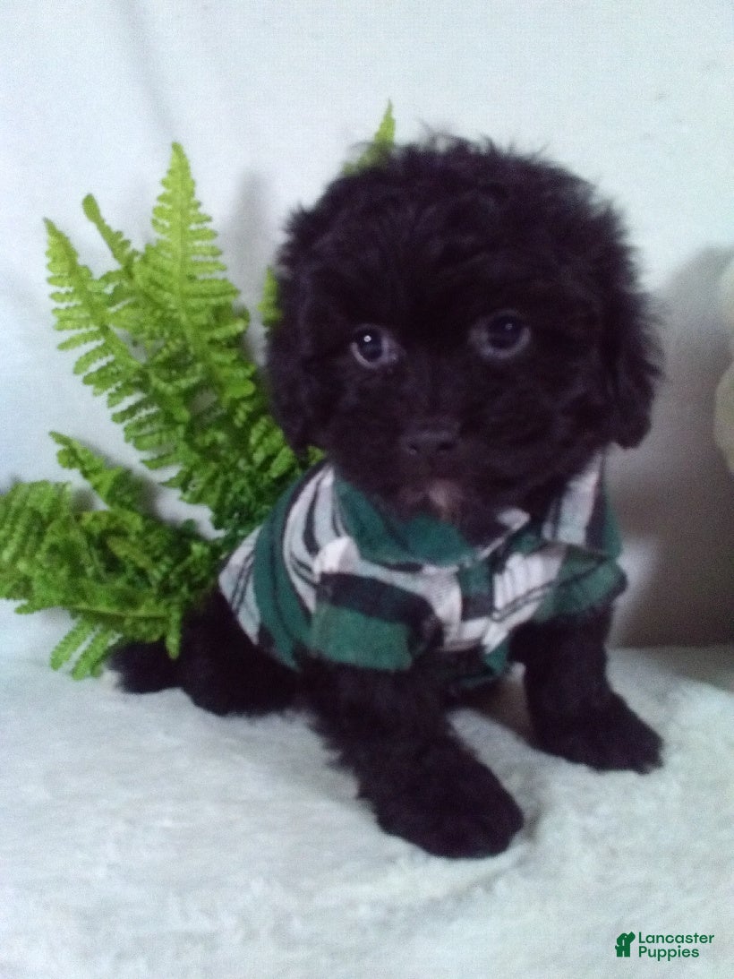 Shihpoo dogs Hero - Ad 2