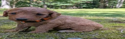 Miniature Labradoodle dogs for sale: Melanie - Ad 3